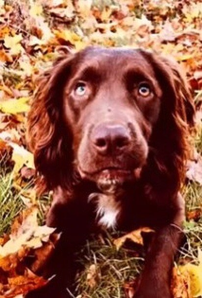 Milo é um cachorro da raça cocker spaniel de cor chocolate. 