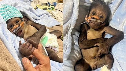O bebê gorila Kaius foi cuidado pelo tratador Chad Staples depois que ele sofreu um traumático início de vida após seu nascimento em um zoológico.