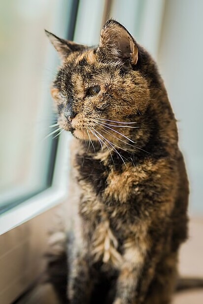 Flossie foi considerada a felina viva mais velha do mundo.