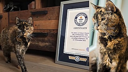 Felina de 26 anos é considerada a gata viva mais velha do mundo pelo Guinness World Records.