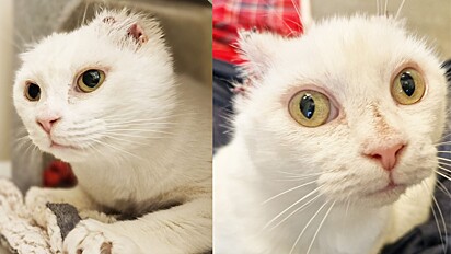 A gatinha de dois anos teve suas orelhas removidas para impedir que o câncer se espalhasse.