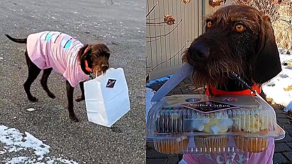 Cão viraliza ao ajudar tutora nas entregas de cupcakes.