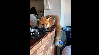 A raposa na cozinha da residência.