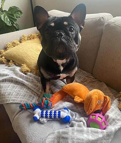 O cão tem vários brinquedos, mas prefere a bolinha.
