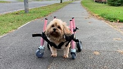 A canina está andando com uma cadeira de rodas
