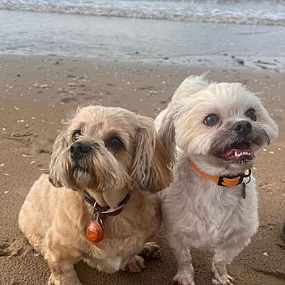 Maggie e Sid estão na praia