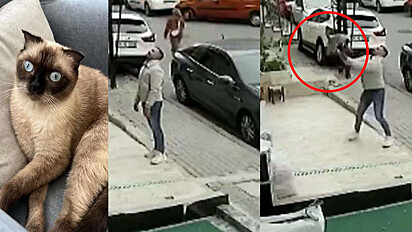 O homem estava sentado em um café quando percebeu a gata pendurada a 15 metros de altura.