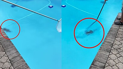 O homem estava cuidando da piscina quando se deparou com a criatura misteriosa.