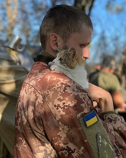 O gato está abraçando o soldado