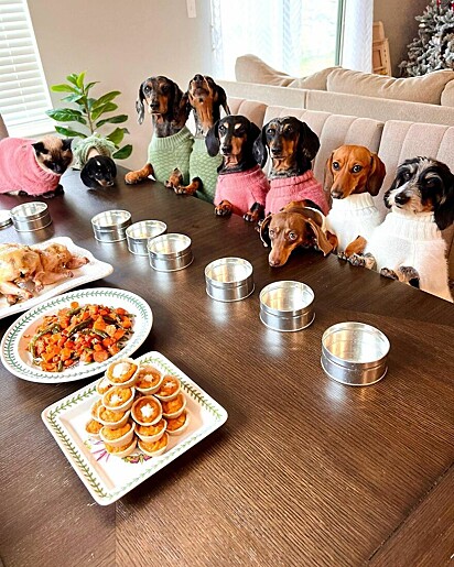 Os cães estão sentados na mesa