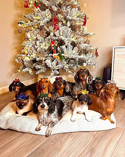 Os dachshunds estão deitados em frente a uma árvore de natal