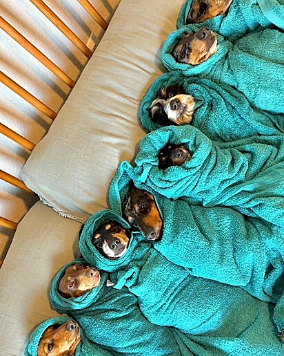 Os dachshunds estão enrolados em toalhas