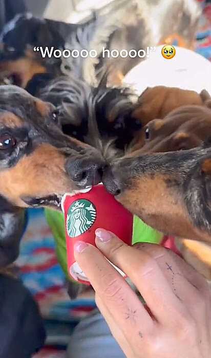 Os caninos estão se deliciando com o pedido do Starbucks 