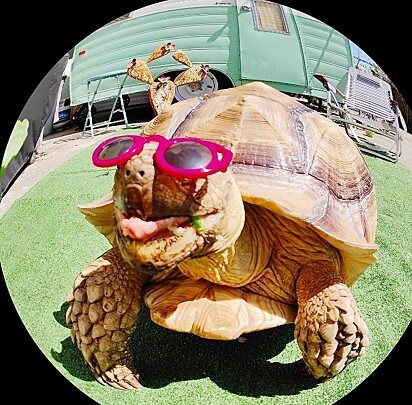 A tartaruga compartilha o seu dia a dia no Instagram.