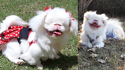 Cachorra albina, cega e muda tem milhões de motivos para ser feliz.