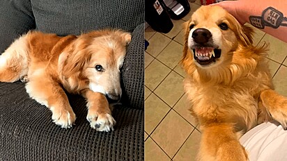 Cão na fila de eutanásia, ganha chance de viver e agradecido não para de sorrir.