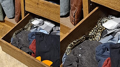 Homem se apavora ao encontrar cobra dentro da gaveta do seu roupeiro.