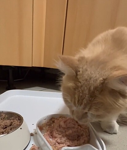 Fritz só come depois que o seu tutor mexe a comida.