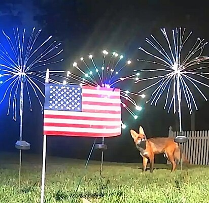 Para o feriado de 4 de julho, a mulher decorou com uma bandeira americana e fogos de artifício de LED.