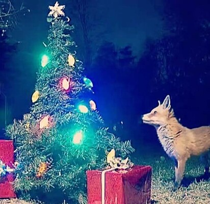 Uma raposa olhando para a árvore de Natal no quintal.