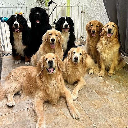 A família canina reunida.