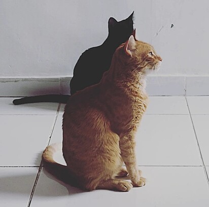 A gatinha ao lado do seu irmão felino.