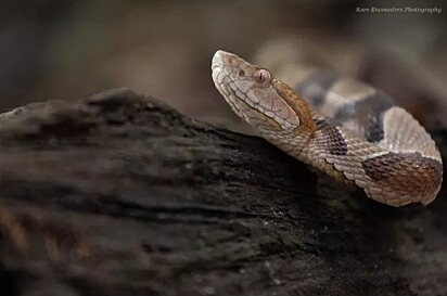 Uma das fotos de Jeremy Ginn de uma cobra cabeça de cobre.