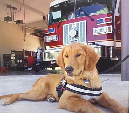 Cachorra trabalha em projeto de cão terapia e ajuda seu tutor em palestras de segurança contra incêndios.