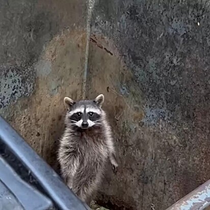 O animal está olhando para a campista