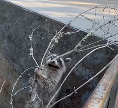 O guaxinim está saindo da lixeira através de um galho