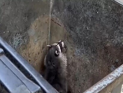 The raccoon is trying to get out of the bin