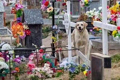 O canino está no cemitério