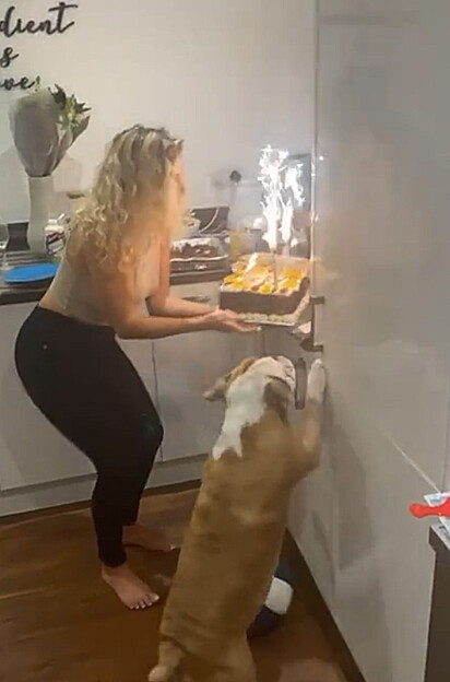 O canino está de olho no bolo