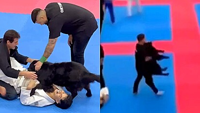 Cão invade arena para separar briga de lutares de jiu-jítsu durante campeonato e sai escoltado por árbitro.