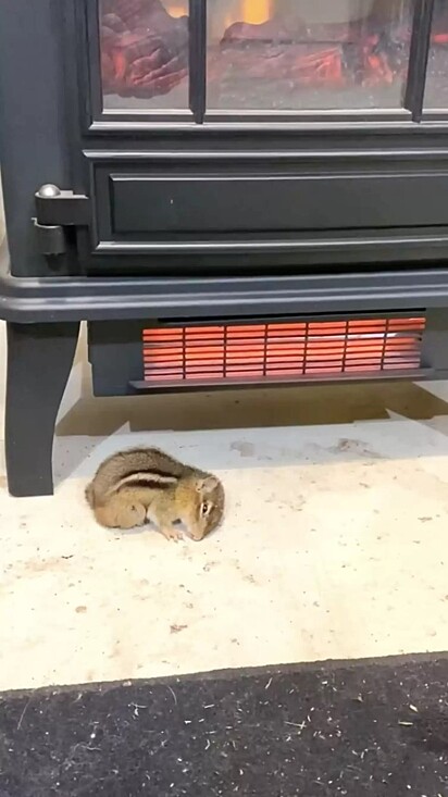 Esquilo ficou aquecido dentro do celeiro da gata.