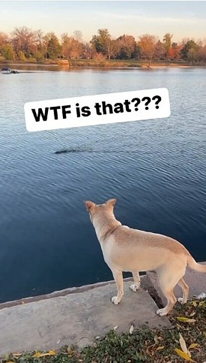 Cachorro avistou de longe rato nadando no lago. 