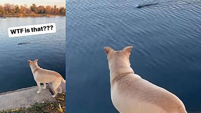 Cachorro ficou surpreso com animal nadando. 