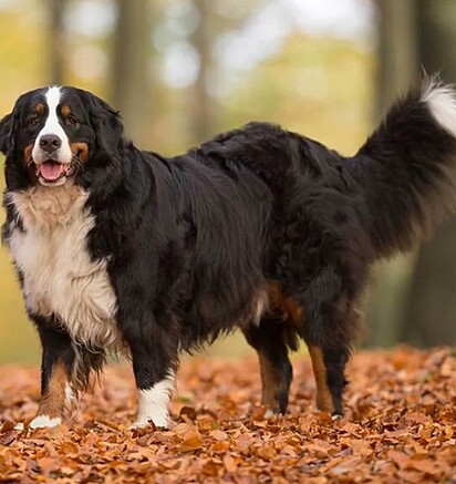 Cão da raça Bernese Mountain Dog.