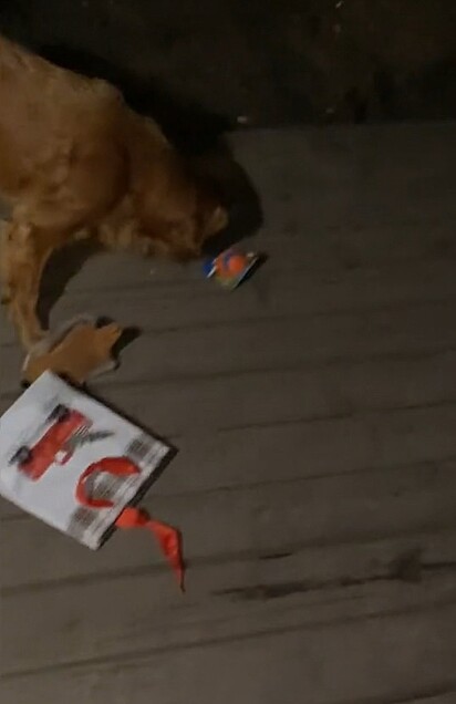 A cachorrinha destruiu o pacote para descobrir seu presente.