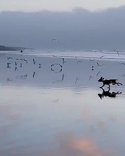 O cão perseguindo as gaivotas.