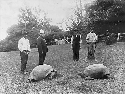 Jonathan (à esquerda) com os cuidadores quando chegou à ilha.
