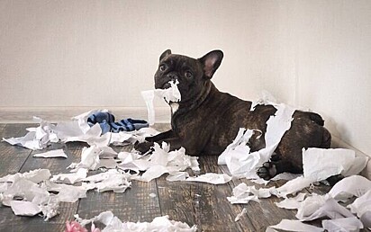 O cachorro estragou o papel