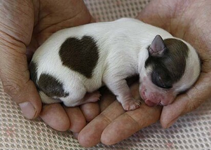 O cachorrinho possui um coração desenhado na barriga