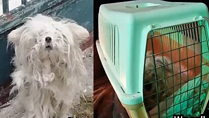 Cachorrinha foi resgatada e passou por uma transformação incrível