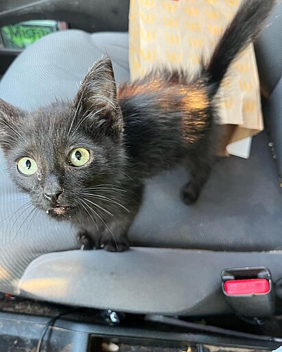 O gatinho apareceu para Chandler enquanto ele trabalhava.