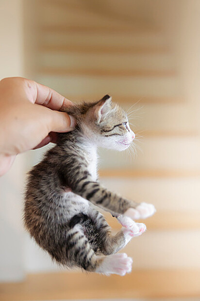 A prática de segurar o gato pela nuca é conhecida como “scruffing”.