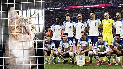 Jogadores do time de futebol da Inglaterra adota gato que conheceu no Catar durante Copa do Mundo