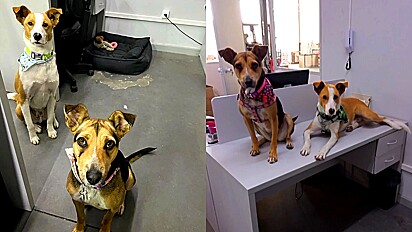 Cães vira-latas são adotados por empresa e funcionários dizem como é conviver com eles.