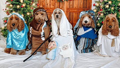 Creche para cães encanta internautas com alunos encenando presépio de Natal.