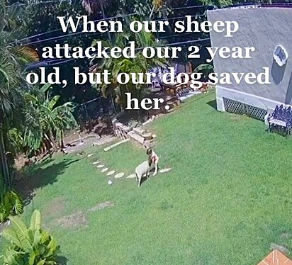 Criança tentava brincar com ovelha.